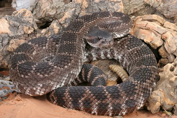 Serpiente de cascabel del Pacífico Sur — Foto de Stock