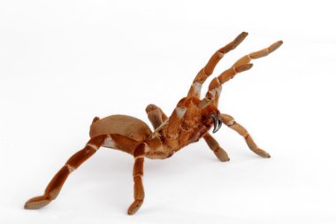 Kral babun Tarantula (Citharischius crawshayi)