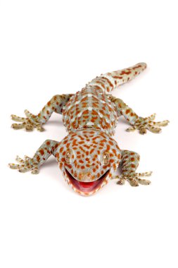 Tokay Gecko