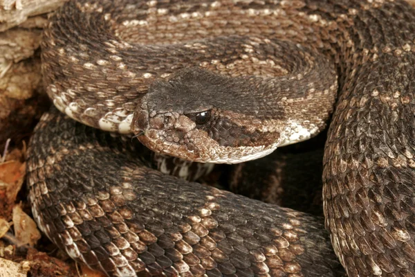 Южнотихоокеанская гремучая змея — стоковое фото