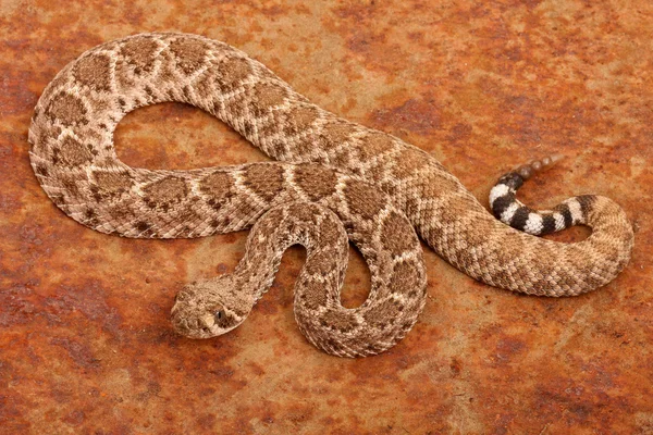 Batı diamondback çıngıraklı yılan. — Stok fotoğraf