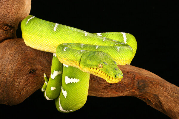 Emerald Tree Boa ( Corallus caninus)