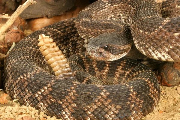 Güney Pasifik çıngıraklı yılan