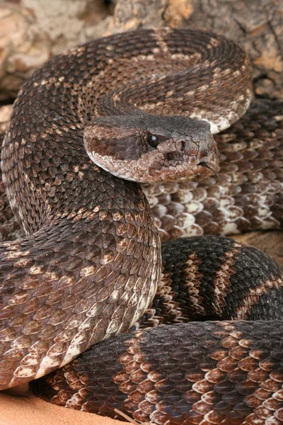 Serpent à sonnette du Pacifique Sud — Photo