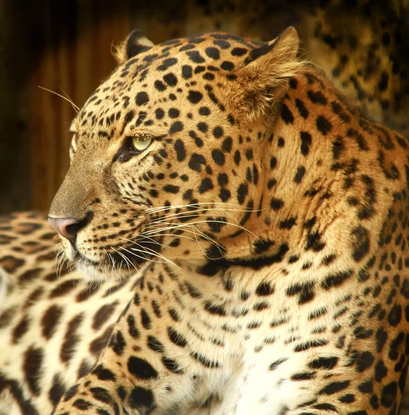 leopar.