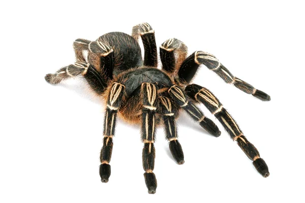 Zebra tarantule — Stock fotografie