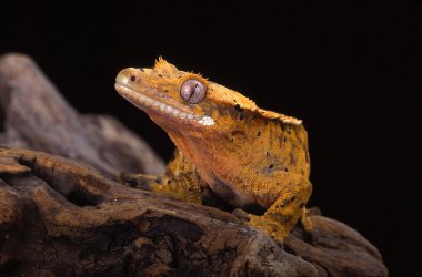 Tepeli gecko (rhacodactylus ciliatus)