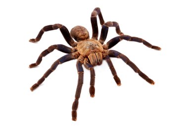 kobalt mavi tarantula.