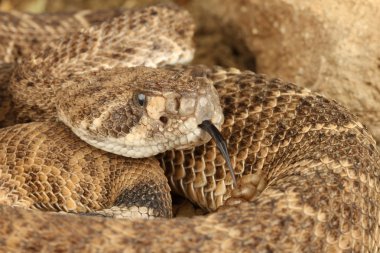 Batı diamondback çıngıraklı yılan