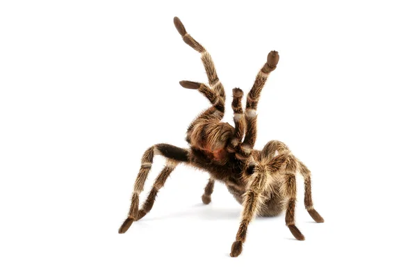 Chilean Rose Hair Tarantula (Grammostola rosea) — Stok Foto