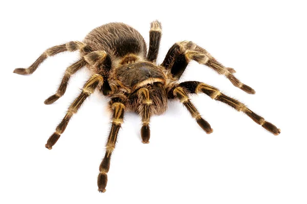 Tarantola dorata del ginocchio del chaco — Foto Stock