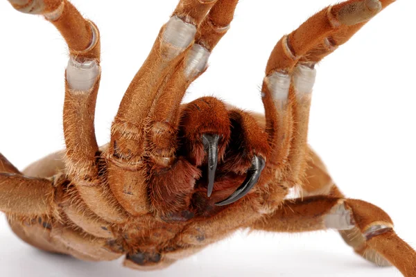 Kral babun Tarantula (Citharischius crawshayi)