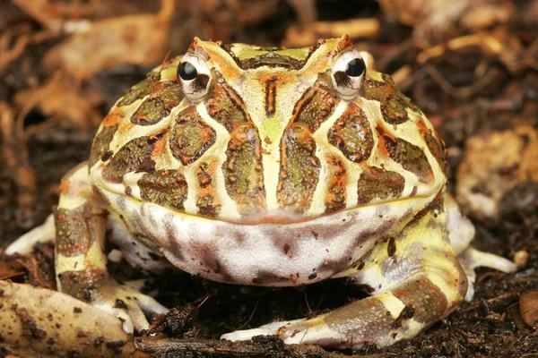 Pacman Kurbağa (ceratophrys cranwelli).