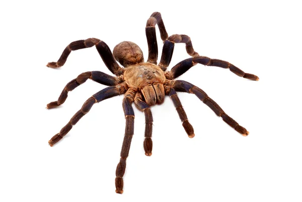 kobalt mavi tarantula.