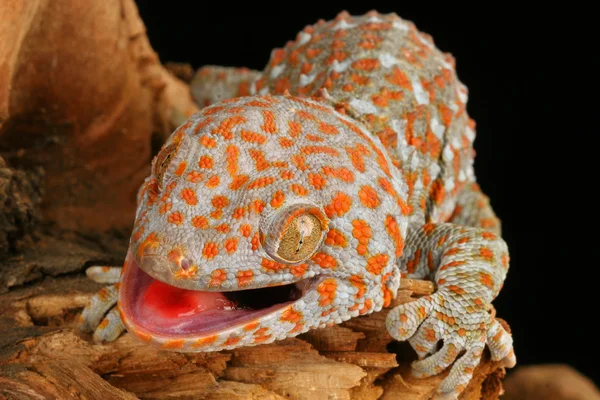 Tokay Gecko. — Foto de Stock