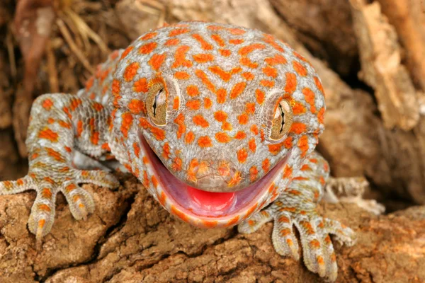 Tokay Gecko. — Foto de Stock