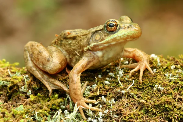 Frog sitting on a mossy log. — Stock Photo, Image