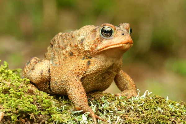 Kröte mit Haltung, die auf einem bemoosten Baumstamm sitzt. — Stockfoto