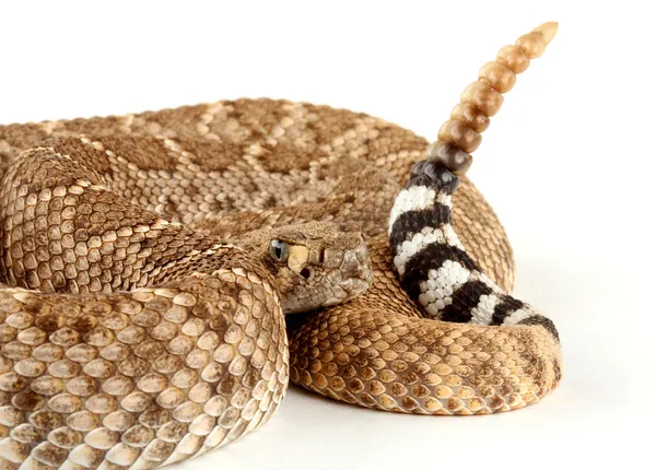 Serpiente de cascabel Diamondback occidental (Crotalus atrox ). Fotos De Stock Sin Royalties Gratis