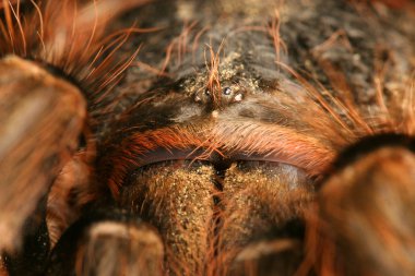Brezilyalı kırmızı tarantula