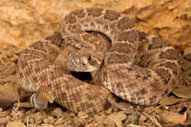 Batı diamondback çıngıraklı yılan (crotalus atrox).