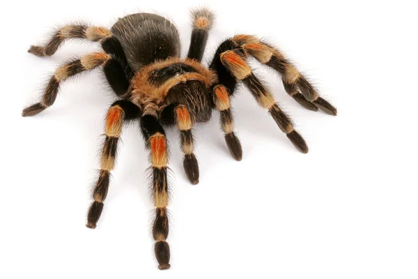 Mexicaanse redknee tarantula — Stockfoto