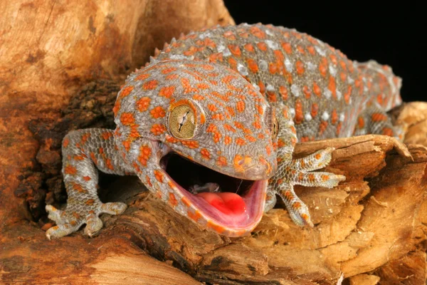 Tokay Gecko. — Foto de Stock