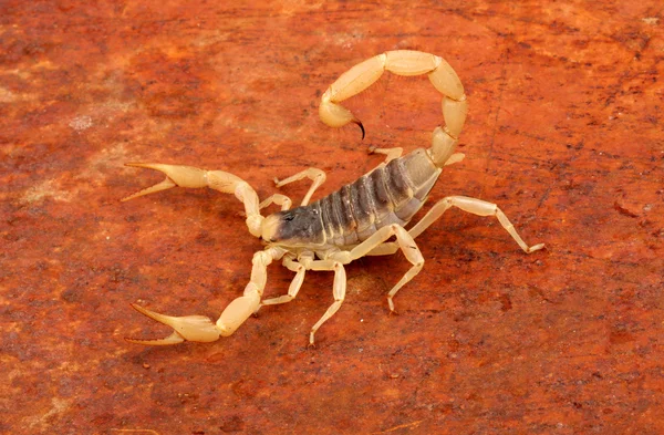 Pouštní chlupatý scorpion. — Stock fotografie