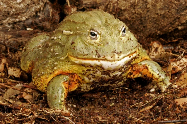 Afrikai ökörbéka (pyxicephalus-adspersus). — Stock Fotó