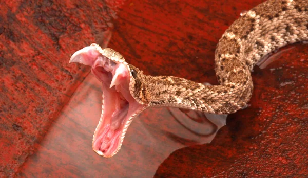 Western Diamondback Rattlesnake. — Stock Photo, Image