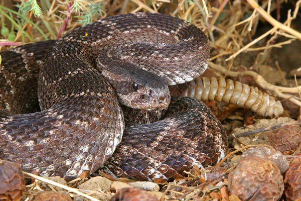 Rattlesnake do Pacífico Sul — Fotografia de Stock