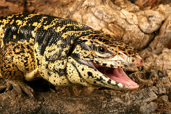 Altın tegu. — Stok fotoğraf