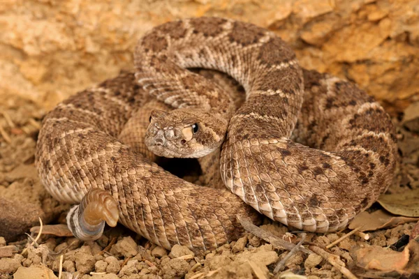 Serpiente de cascabel Diamondback occidental (Crotalus atrox ). — Foto de Stock