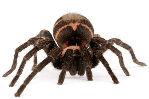 Kosta Rika kaplan sağrısı tarantula