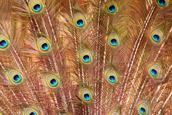 Peacock feathers. — Stock Photo, Image