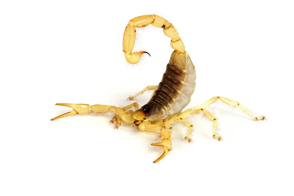 Scorpione peloso del deserto . Fotografia Stock