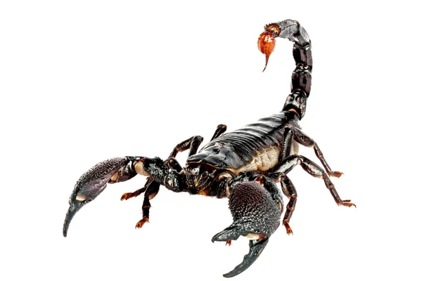 Emporer Scorpion Stockbild