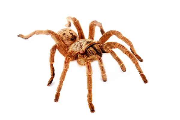 Tarántula de babuino marrón . Imagen De Stock