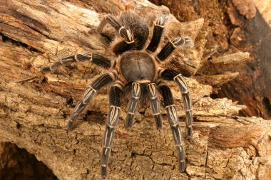 Tarantula,