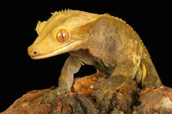 Tepeli gecko.