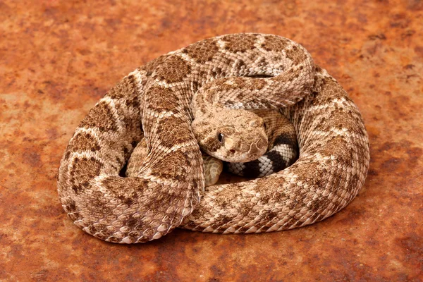 Batı diamondback çıngıraklı yılan.