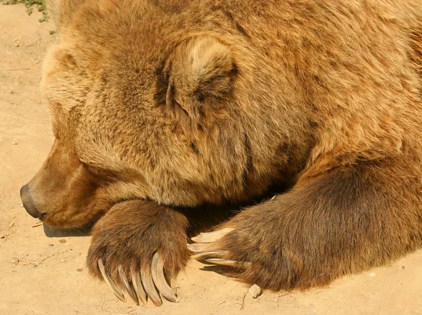 Urso-pardo . — Fotografia de Stock