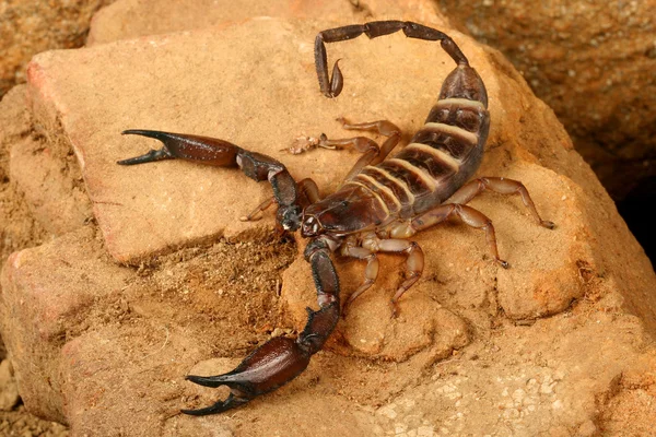 Amarelo Banded Flat Rock Scorpion — Fotografia de Stock