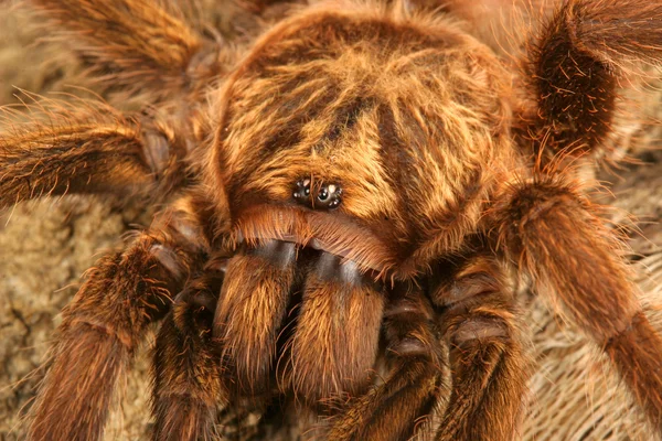 Карибский золотистый серый тарантул — стоковое фото