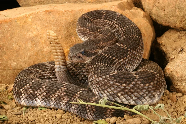 Serpiente de cascabel del Pacífico Sur (Crotalus viridis helleri) — Foto de Stock