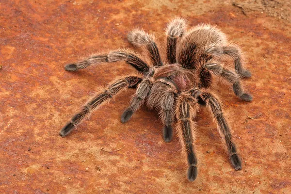 Şili gül saç tarantula