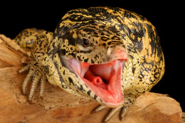 Altın Tegu (Tupinambis teguixin)