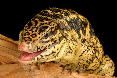 Altın Tegu (Tupinambis teguixin)