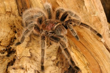 Şili Gülü Saçlı Tarantula (Grammostola Rosea)