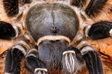 Tarantula.